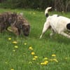 schüchterner,kastrierter Blanco in Hesse