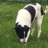 schüchterner,kastrierter Blanco in Hesse
