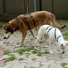 Kiyo, sucht Altersruhesitz