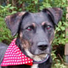 MILLE - ein super Hundekumpel