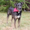 MILLE - ein super Hundekumpel