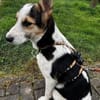 Wer schenkt Loon ein Leben voller Liebe?