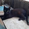 Vagos, tapferer Panther, ca. 1 Jahr