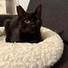 Vagos, tapferer Panther, ca. 1 Jahr
