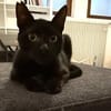 Vagos, tapferer Panther, ca. 1 Jahr