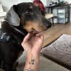 Timon, verschmuster Dackel-Mix Rüde, 1J