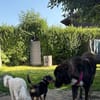 Timon, verschmuster Dackel-Mix Rüde, 1J