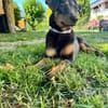 Timon, verschmuster Dackel-Mix Rüde, 1J