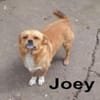 Joey - kleiner lieber Schatz ohne Heim