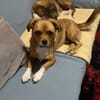 Joey - kleiner lieber Schatz ohne Heim