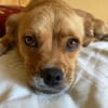Joey - kleiner lieber Schatz ohne Heim