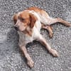 Paul - Gute-Laune-Hund sucht Zuhause