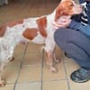 Paul - Gute-Laune-Hund sucht Zuhause