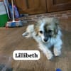 Lillibeth saß allein am Straßenrand