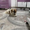 Lillibeth saß allein am Straßenrand