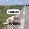 Lillibeth saß allein am Straßenrand