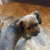 Kleine Zuckerschnute Dani sucht Zuhause