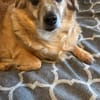 Rosa, suche meine Lieblingsmenschen