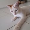 PALKIA