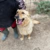 SIMBA bel giovanotto