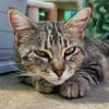 Verschmuste, fröhliche Katze Zoe