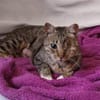 Liebe, verschmuste Katze Lotta