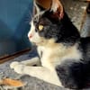 Junger, lebensfroher Kater Lenny