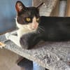 Junger, lebensfroher Kater Lenny