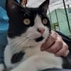 Junger, lebensfroher Kater Lenny