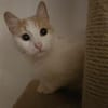 Liebes, sanftes Katzenmädchen Blonda