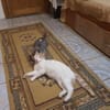Liebes, sanftes Katzenmädchen Blonda