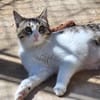 Freundliche, sanfte Katze Praga