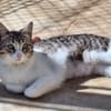 Freundliche, sanfte Katze Praga