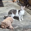 Freundliche, sanfte Katze Praga