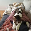 Sanfte, liebe Katze Mica