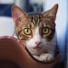 Sanfte, liebe Katze Mica