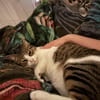 Sanfte, liebe Katze Mica