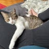 Sanfte, liebe Katze Mica