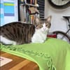 Sanfte, liebe Katze Mica