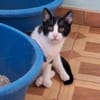 Verschmuster Kater Lyon