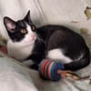 Verschmuster Kater Lyon