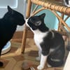 Verschmuster Kater Lyon