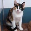 Liebevolle Katzenmama Estela
