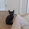 Junge, Kater Seiko & Moltó