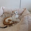Junge, Kater Seiko & Moltó