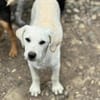 Banjo sucht ein schönes Zuhause