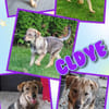 Toller Clyde sucht neue Familie!