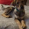 Toller Clyde sucht neue Familie!