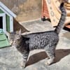 Junge, fröhliche Katze Tirana