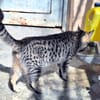 Junge, fröhliche Katze Tirana